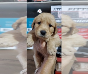 Golden Retriever Puppy for sale in SACRAMENTO, CA, USA