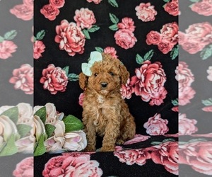 Poodle (Miniature) Puppy for sale in LEOLA, PA, USA