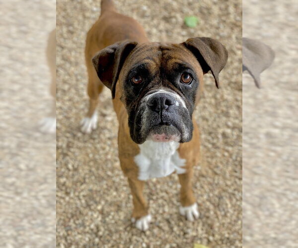 Medium Photo #1 Boxer Puppy For Sale in Austin, TX, USA