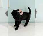 Small Photo #12 Aussiedoodle-Labradoodle Mix Puppy For Sale in BRYANTOWN, MD, USA