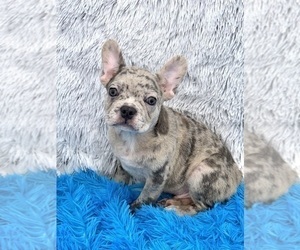 French Bulldog Puppy for sale in SANDY HOOK, KY, USA