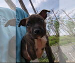 Small #2 Bullboxer Pit