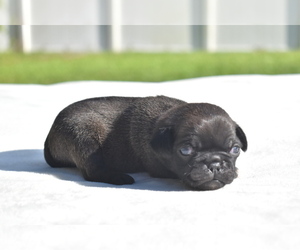 Pug Puppy for sale in PALM COAST, FL, USA