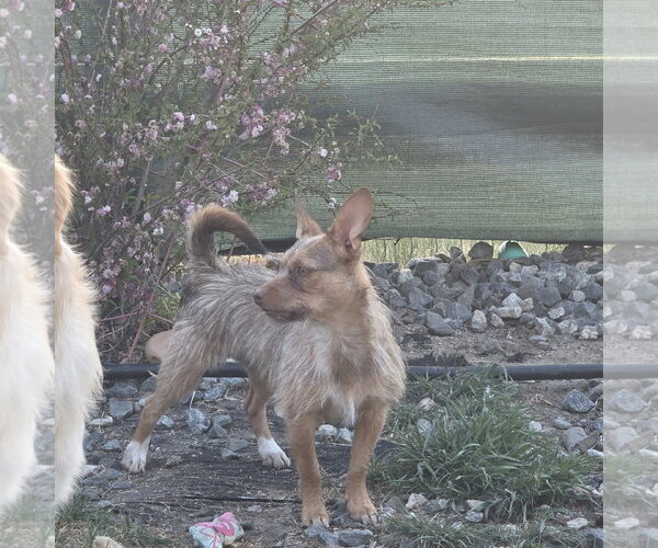 Medium Photo #4 Mutt Puppy For Sale in Littleton, CO, USA