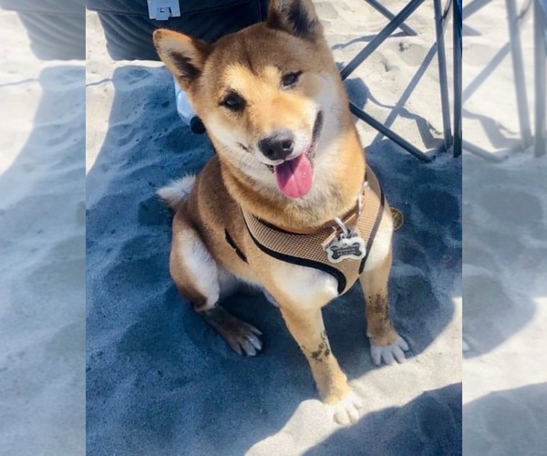Medium Photo #1 Shiba Inu Puppy For Sale in CHULA VISTA, CA, USA