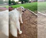 Small #5 Great Pyrenees