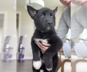 German Shepherd Dog-Siberian Husky Mix Puppy for sale in FUQUAY VARINA, NC, USA