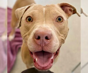 Mutt Dogs for adoption in Jefferson, WI, USA