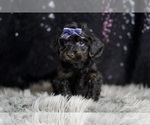 Small Photo #11 YorkiePoo Puppy For Sale in WARSAW, IN, USA