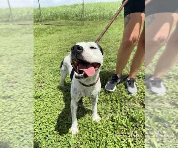 Medium Photo #4 Mutt Puppy For Sale in Abbeville, LA, USA