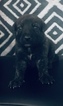 Small Photo #2 American Bulldog-German Shepherd Dog Mix Puppy For Sale in VILLA RICA, GA, USA