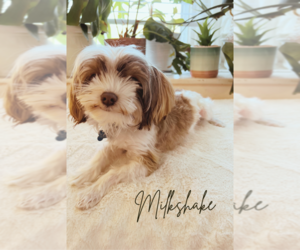 Yorkshire Terrier Puppy for sale in SPRINGFIELD, SC, USA
