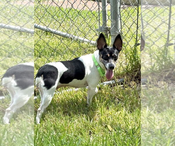 Medium Photo #10 Rat Terrier Puppy For Sale in San Leon, TX, USA
