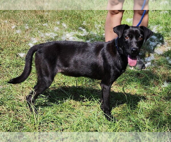 Medium Photo #1 American Pit Bull Terrier-Unknown Mix Puppy For Sale in Wetumpka, AL, USA