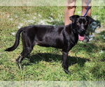 Small American Pit Bull Terrier Mix