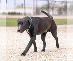 Small #1 Labrador Retriever Mix