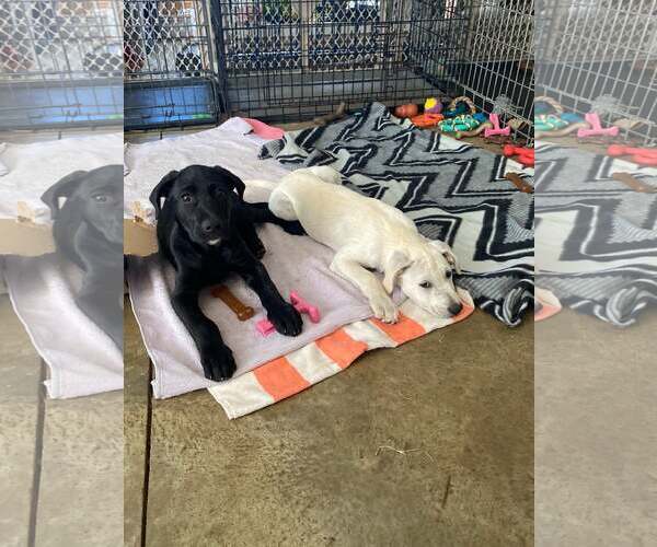 Medium Photo #4 Labrador Retriever-Unknown Mix Puppy For Sale in Alexander, AR, USA