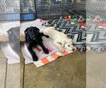 Small Photo #4 Labrador Retriever-Unknown Mix Puppy For Sale in Alexander, AR, USA