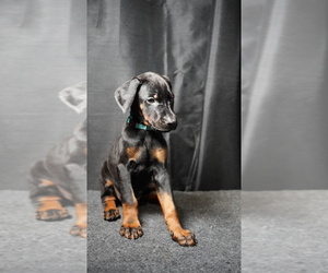 Medium Doberman Pinscher