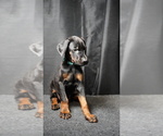Puppy Cyan Male Doberman Pinscher