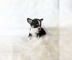 Small #6 Chihuahua
