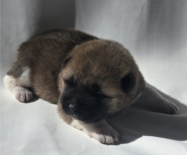 Medium Photo #3 Akita Puppy For Sale in STRAFFORD, MO, USA