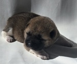 Small Photo #3 Akita Puppy For Sale in STRAFFORD, MO, USA