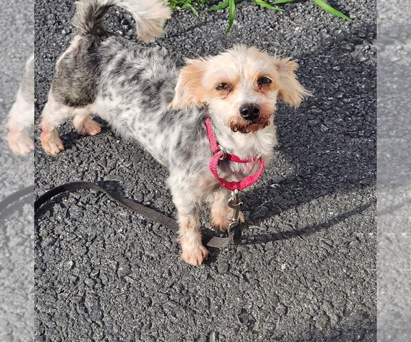 Medium Photo #3 Maltese-Unknown Mix Puppy For Sale in Walnutport, PA, USA