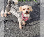 Small #2 Maltese Mix