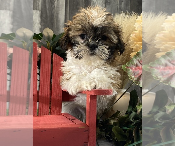 Medium Photo #1 Shih Tzu Puppy For Sale in CANOGA, NY, USA