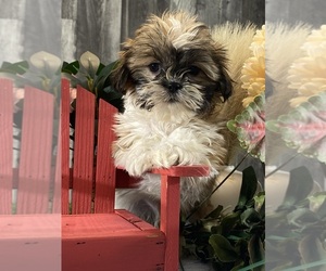 Shih Tzu Puppy for sale in CANOGA, NY, USA