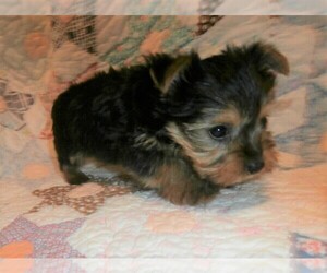 Yorkshire Terrier Puppy for sale in STANTON, MO, USA