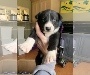 German Shepherd Dog-Siberian Husky Mix Puppy for sale in ALPHARETTA, GA, USA