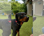 Small #4 Rottweiler