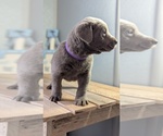 Small #7 Labrador Retriever