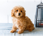 Small Photo #45 Poodle (Toy) Puppy For Sale in WAKARUSA, IN, USA