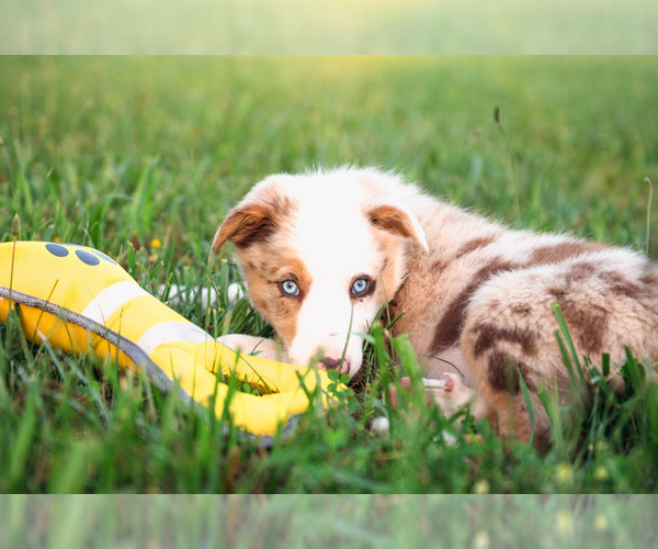 Medium Photo #28 Border Collie Puppy For Sale in STRAFFORD, MO, USA