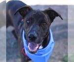 Small #3 Labrador Retriever Mix