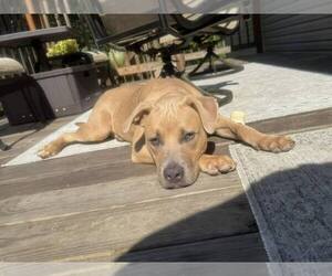 Medium American Bulldog Mix