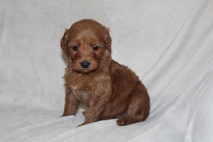 Medium Photo #5 Goldendoodle Puppy For Sale in FRESNO, OH, USA