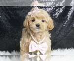 Small #1 Maltipoo