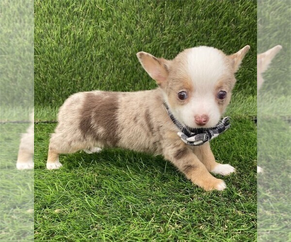 Medium Photo #1 Chihuahua Puppy For Sale in LONG BEACH, CA, USA