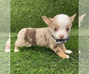 Chihuahua Puppy for sale in LONG BEACH, CA, USA