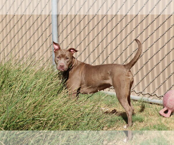 Medium Photo #2 Mutt Puppy For Sale in El Centro, CA, USA