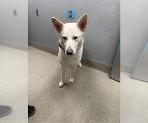 German Shepherd Dog-Siberian Husky Mix Dogs for adoption in Las Vegas, NV, USA