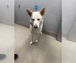 Small German Shepherd Dog-Siberian Husky Mix