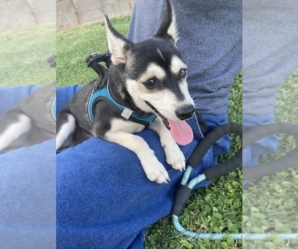 Medium Photo #4 Alaskan Klee Kai Puppy For Sale in GLENDALE, AZ, USA