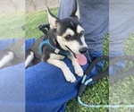 Small #3 Alaskan Klee Kai