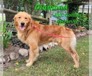 Father of the Golden Retriever puppies born on 10/13/2022