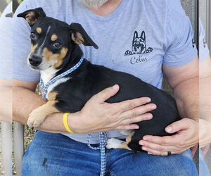 Dachshund-Unknown Mix Dogs for adoption in Bandera, TX, USA